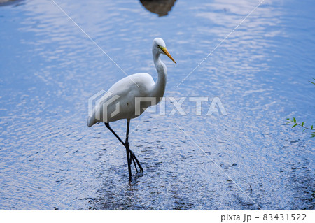 池のほとりで魚を狙うシラサギ、白い鳥、よく見かける鳥、白鷺、 池のほとりで魚を狙うシラサギ、白い鳥、よく見かける鳥、白鷺、 83431522
