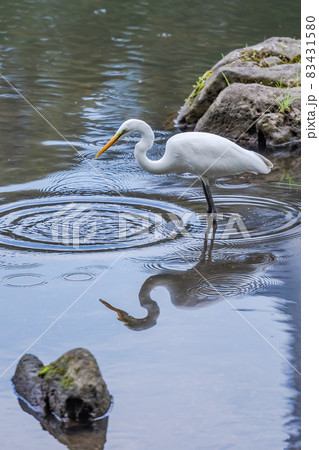 池のほとりで魚を狙うシラサギ、白い鳥、よく見かける鳥、白鷺、 83431580