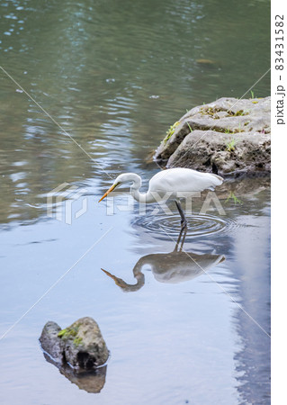 池のほとりで魚を狙うシラサギ、白い鳥、よく見かける鳥、白鷺、 池のほとりで魚を狙うシラサギ、白い鳥、よく見かける鳥、白鷺、 83431582