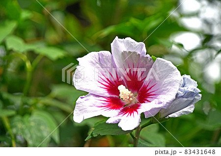 ムクゲ（木槿） 83431648