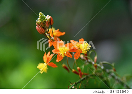 花アロエ（ブルビネ） 83431649