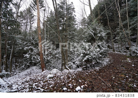 栃木県　湯ノ湖から刈込湖へ行く登山道　小雪模様の日　刈込湖に近い場所 83431838
