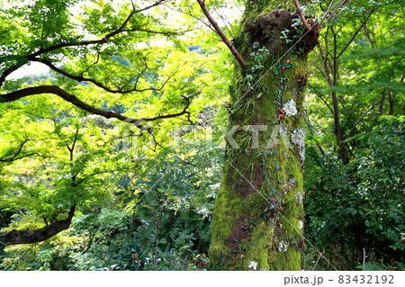 山寺散策・臥龍山行基寺　30（岐阜県海津市） 83432192