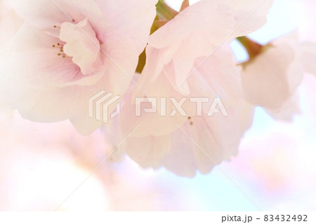御車返し　ミクルマガエシ　桜の花　クローズアップ 83432492