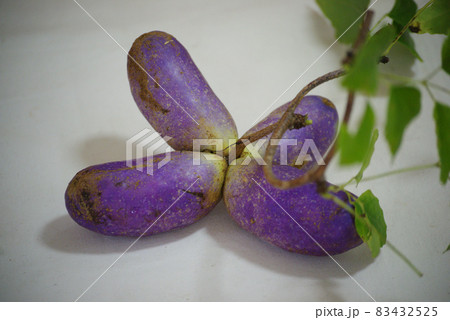 アケビ アケビ 83432525