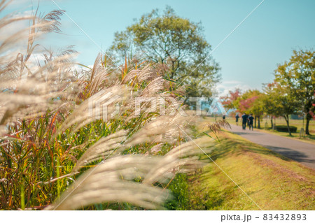 石川県小松市　木場潟公園　すすき 83432893
