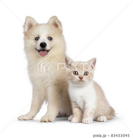 Pomsky dog and cat on white background 83433045
