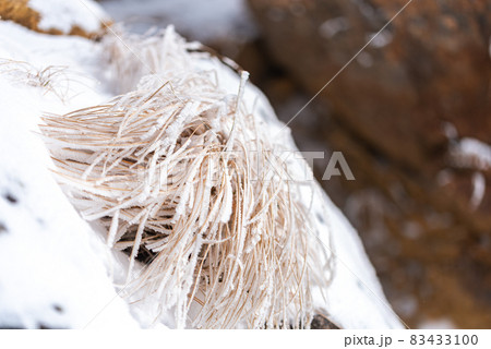 風雪で凍りついた植物 83433100