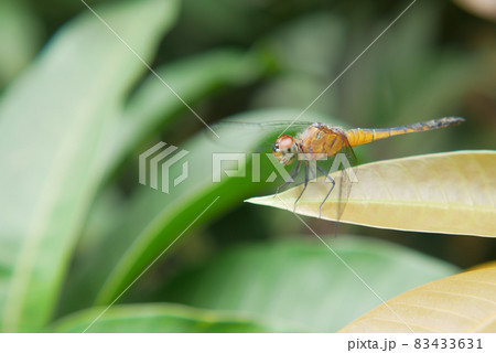 close up of Dragonfly on a plant close up of Dragonfly on a plant 83433631