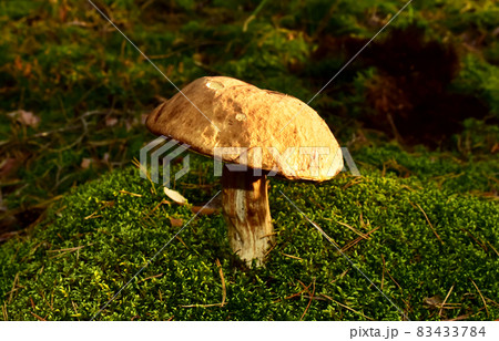 Pine Bolete in moss at forest in sunny rays. Pine Bolete in moss at forest in sunny rays. 83433784
