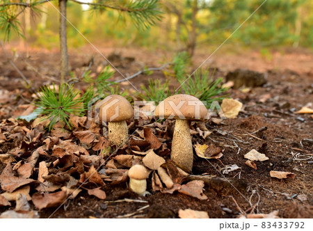 Edible brown cap boletus grows in the ground among fallen birch leaves in the fall season.  83433792