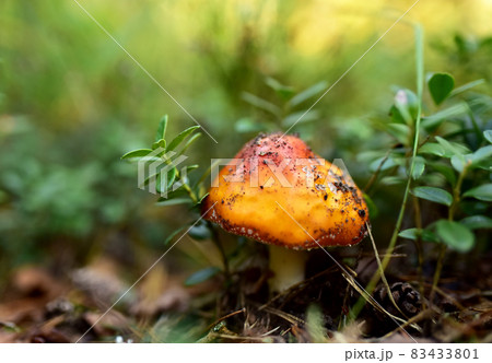 Inedible mushroom in the forest.  83433801