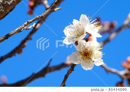 咲き始めた白梅 1月下旬 咲き始めた白梅 1月下旬 83434090