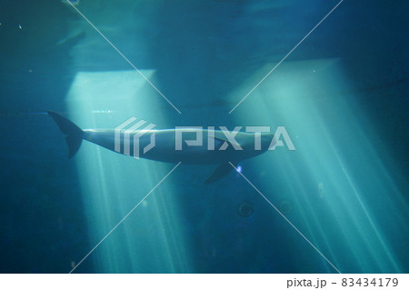 きらきらスナメリ きらきらスナメリ 83434179