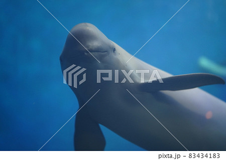 スナメリのカメラ目線 スナメリのカメラ目線 83434183