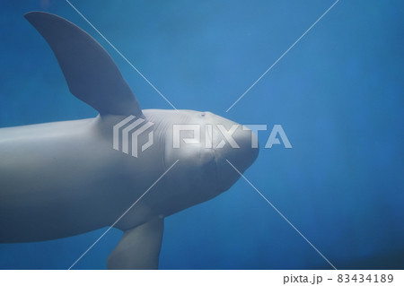 スナメリのカメラ目線 スナメリのカメラ目線 83434189