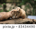 キスをするプレーリードッグ 83434490