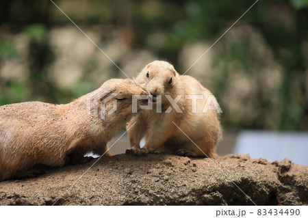 キスをするプレーリードッグ 83434490