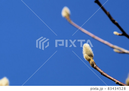 コブシ　冬芽　2月 83434528
