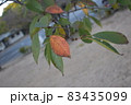 葉っぱ 83435099