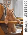 猫 83435100