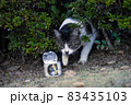 猫 83435103
