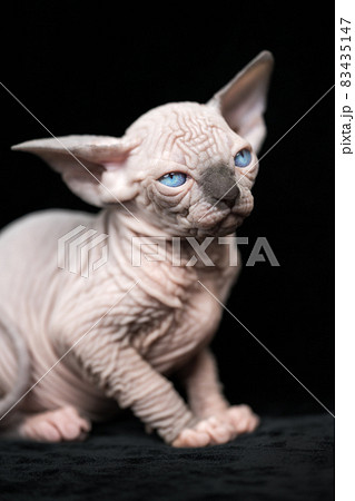 Hairless kitten of Canadian Sphynx blue mink with white color sitting on black velour background. Portrait of kitty with blue eyes, very large ears. 83435147
