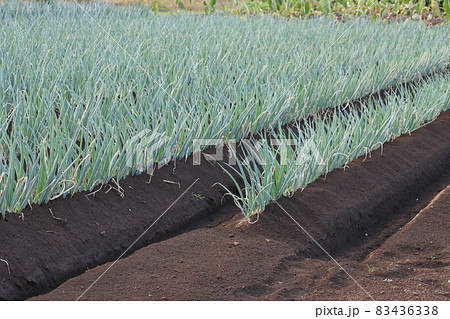 ネギ畑 ネギ ネギ畑の畝 青いネギ 冬野菜 ネギ畑 ネギ ネギ畑の畝 青いネギ 冬野菜 83436338