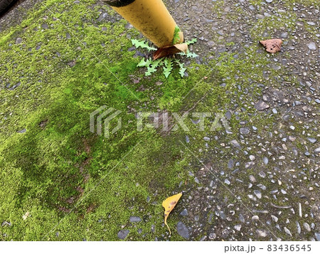 電柱の黄色い支線カバーの足元に生きる植物 雑草 The Weedの写真素材