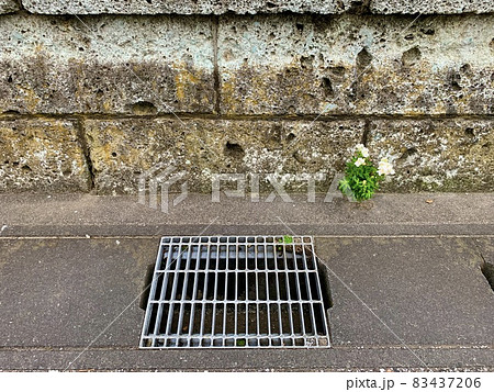 壁と側溝が接するところにある隙間にいて黄色い花を咲かせる植物/The plant 壁と側溝が接するところにある隙間にいて黄色い花を咲かせる植物/The plant 83437206