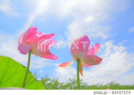 青空の下暑い日向の中で立派に咲く蓮の花との写真素材