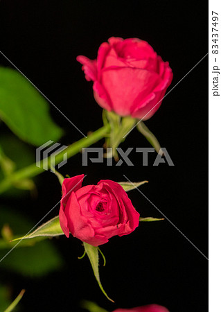 濃いピンクの薔薇 黒背景 縦位置 濃いピンクの薔薇 黒背景 縦位置 83437497