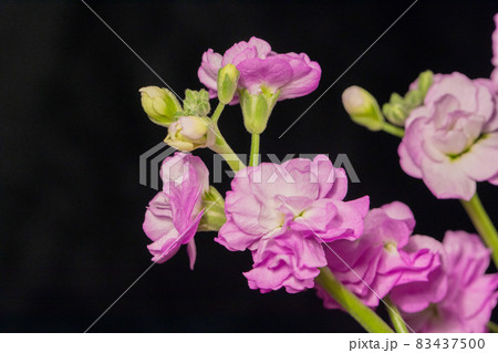 紫のストック 黒背景 横位置 紫のストック 黒背景 横位置 83437500