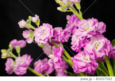 紫のストック　黒背景　横位置　 83437502