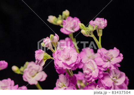 紫のストック 黒背景 横位置 紫のストック 黒背景 横位置 83437504