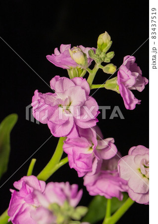 紫のストック　黒背景　縦位置 83437519