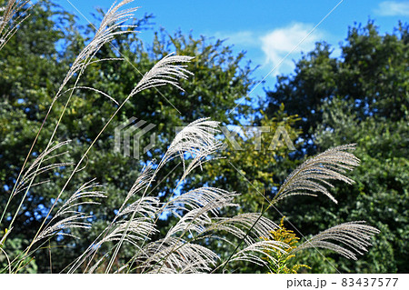 風になびくススキ 83437577