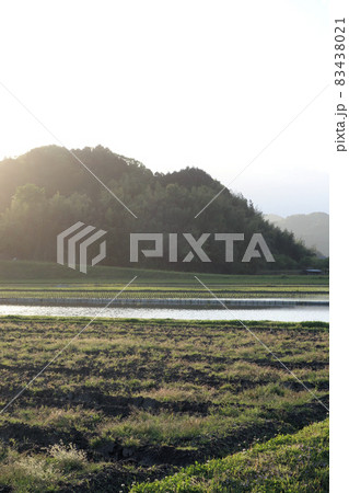 夕暮れ　田植え直後の水田　5月 83438021