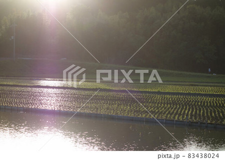 夕暮れ 田植え直後の水田 5月 夕暮れ 田植え直後の水田 5月 83438024