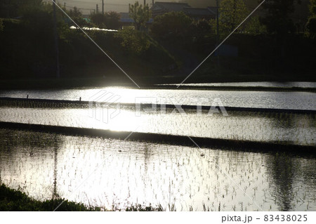 夕暮れ 田植え直後の水田 5月 夕暮れ 田植え直後の水田 5月 83438025