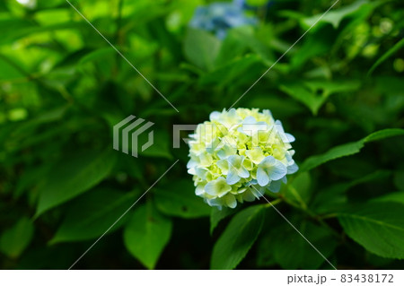 青い紫陽の花 青い紫陽の花 83438172
