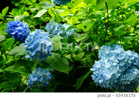 青い紫陽の花 83438178