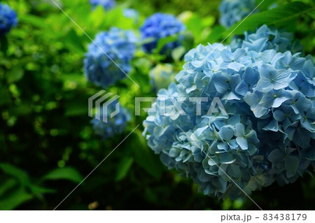 青い紫陽の花 青い紫陽の花 83438179