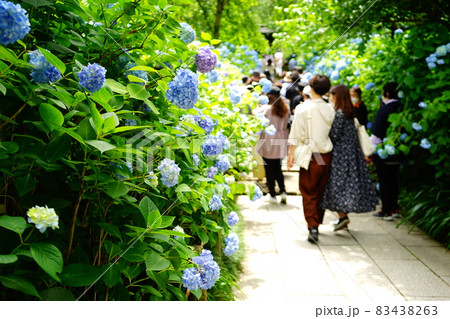 紫陽花が咲く散歩道と観光客の後ろ姿 83438263