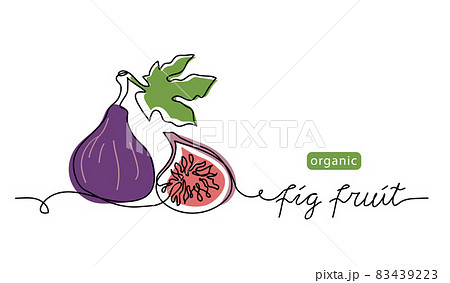 Purple fig fruit vector color illustration, line drawn sketch for label design. One continuous line art drawing with lettering organic fig fruit Purple fig fruit vector color illustration, line drawn sketch for label design. One continuous line art drawing with lettering organic fig fruit 83439223