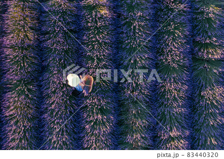 Top view of woman in hat picking lavender in basket 83440320