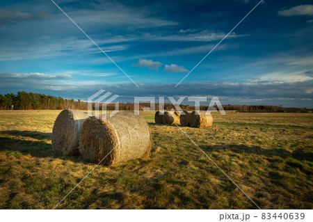 Round hay bales in the meadow, evening view 83440639