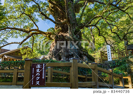 日本一の巨樹　蒲生の大クス 83440736