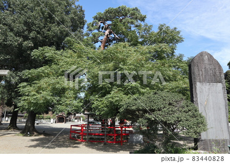 箭弓稲荷神社縁結びの木 箭弓稲荷神社縁結びの木 83440828