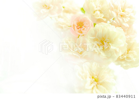ピンク白色バラの花【背景白・余白有り】おしゃれ 83440911